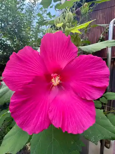 勝念寺（かましきさん）(京都府)