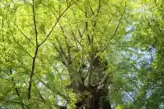 春日部八幡神社(埼玉県)