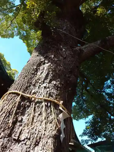 五方山熊野神社の自然