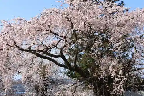 諏訪神社の景色