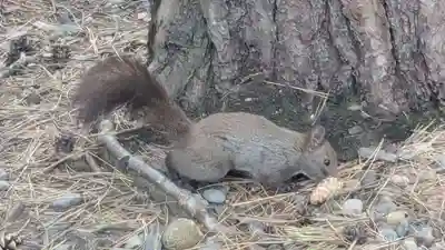 上川神社の動物
