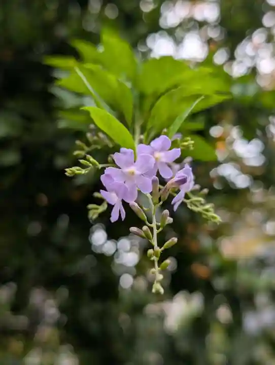 妙安寺(東京都)