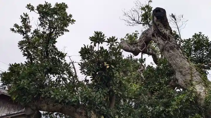 八坂大神の自然