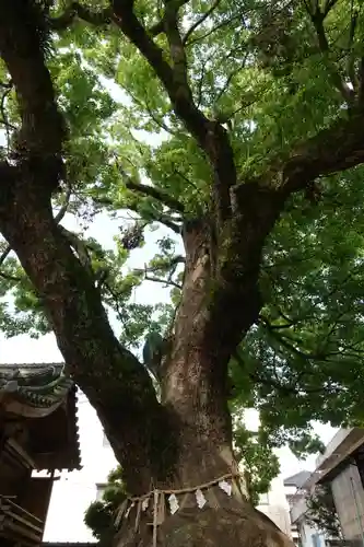 大神社の自然