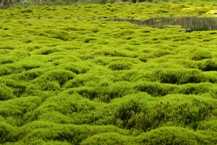 大山祇神社(高知県)