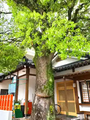 日枝神社の自然