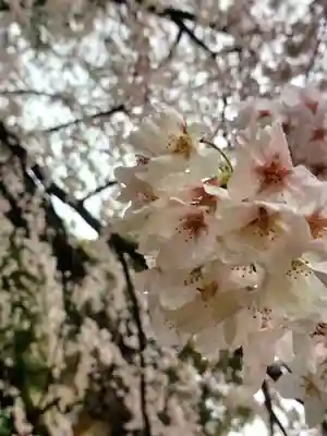 阿佐ヶ谷神明宮(東京都)