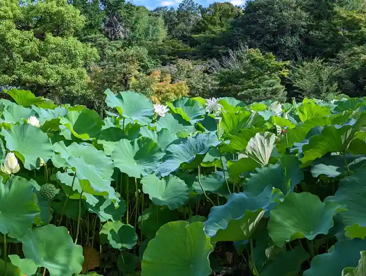 法金剛院(京都府)