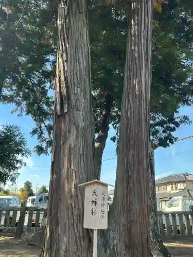 天津神社(兵庫県)