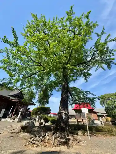 熊野神社の{uncategorized: "未分類", other: "その他", undefined: "問題あり", building: "その他建物", grave: "お墓", sacred_gate: "鳥居", guardian: "狛犬", statue: "像", buddha: "仏像", history: "歴史", nature: "自然", garden: "庭園", animal: "動物", pagoda: "塔", temizu: "手水舎", mountain_gate: "山門・神門", sanctuary: "本殿・本堂", subordinate: "末社・摂社", art: "芸術", scenery: "景色", jizo: "地蔵", ema: "絵馬", goshuin: "御朱印", omikuji: "おみくじ", items: "授与品その他", amulet: "お守り", goshuincho: "御朱印帳", eats: "食事", festival: "お祭り", votive_dance: "神楽", shichigosan: "七五三参", wedding: "結婚式", experience: "体験その他", initially: "初詣", around: "周辺", anti_infection: "感染症対策"}