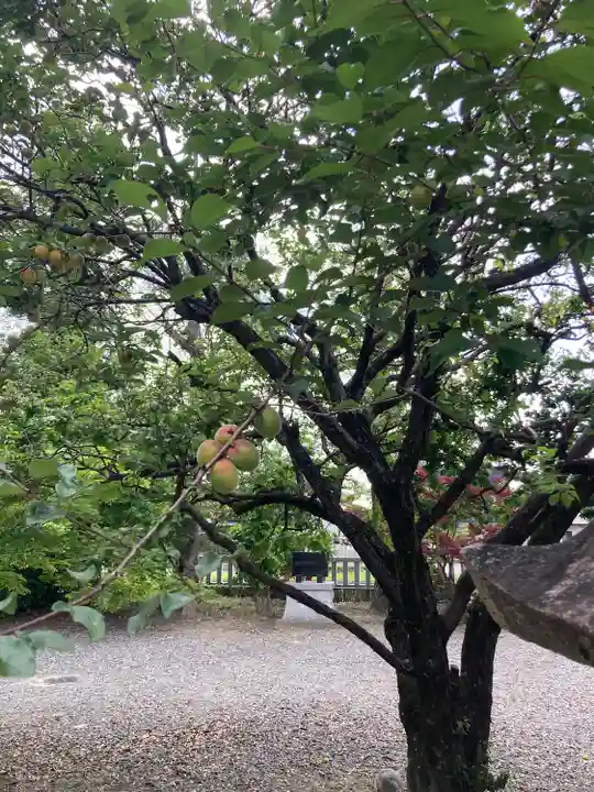 春日神社の自然