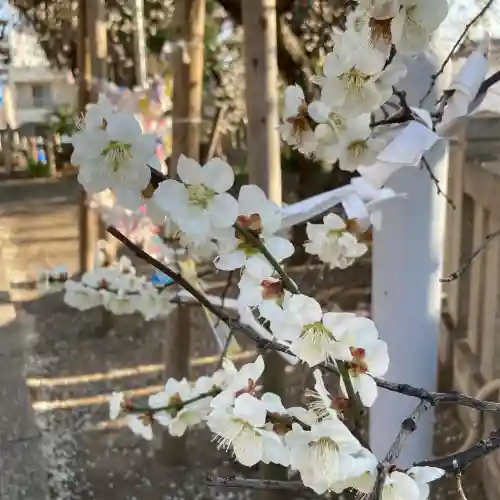 前橋八幡宮の自然