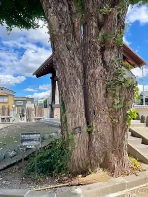 真勝院(東京都)