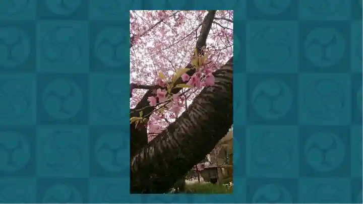 密藏院(埼玉県)