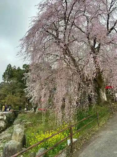 本佛寺別院　法華原の庭園