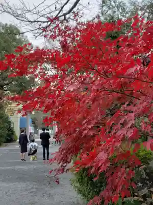 阿佐ヶ谷神明宮(東京都)