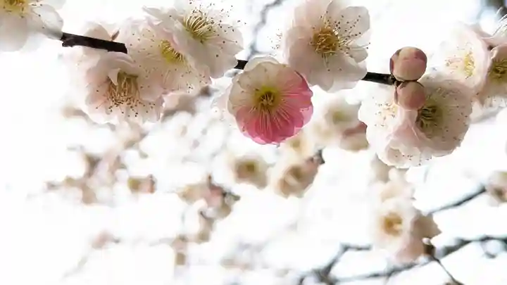 北野天満宮(京都府)