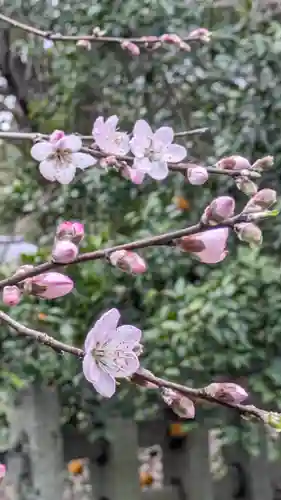 平野神社(京都府)