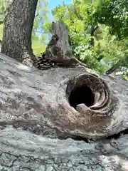 柴籬神社の自然