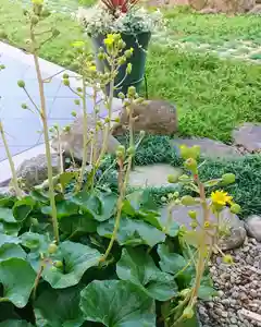 寿量山 速成寺の自然(2019年11月07日(木) 10時13分50秒投稿)