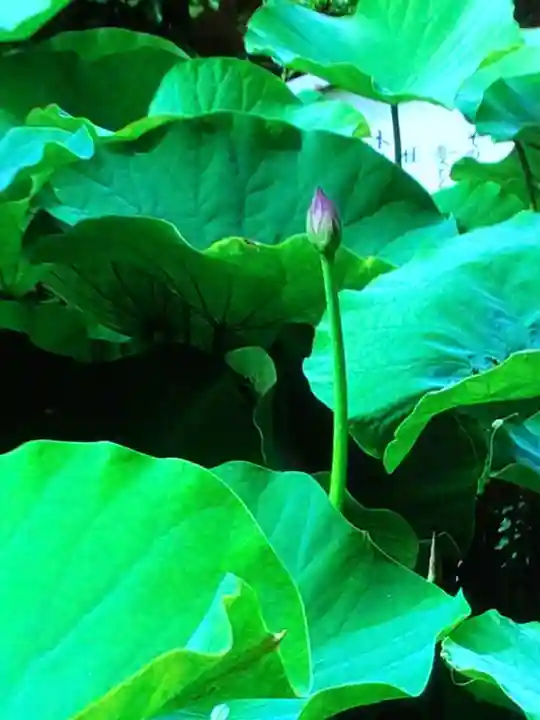 長善寺(東京都)
