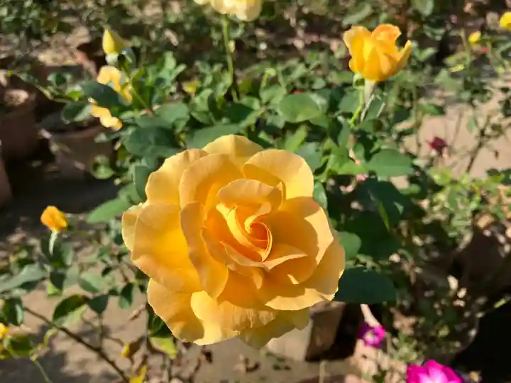 おふさ観音(観音寺)(奈良県)