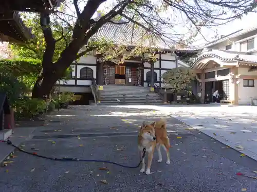 感通寺の動物