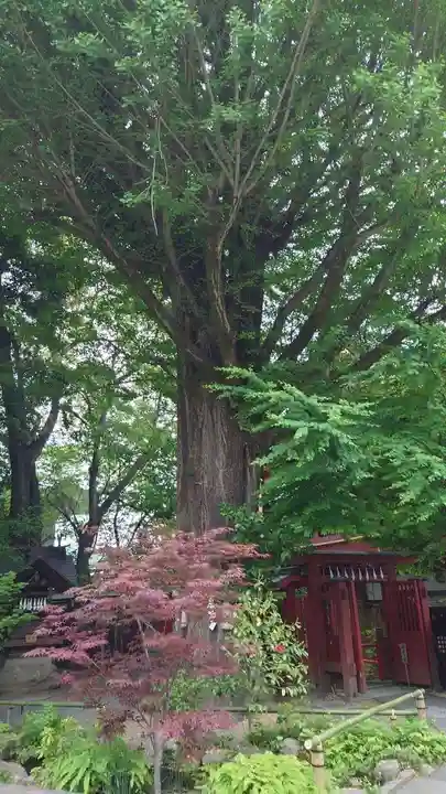 秩父神社(埼玉県)