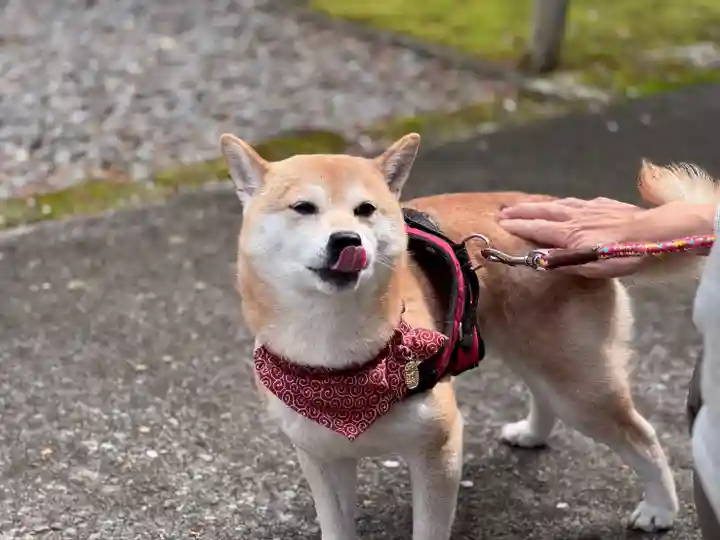 尻岸内八幡神社の動物
