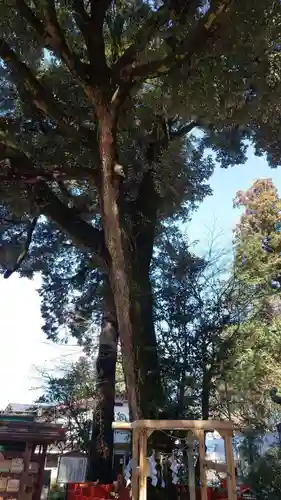 大前神社の自然