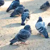 三津厳島神社の動物