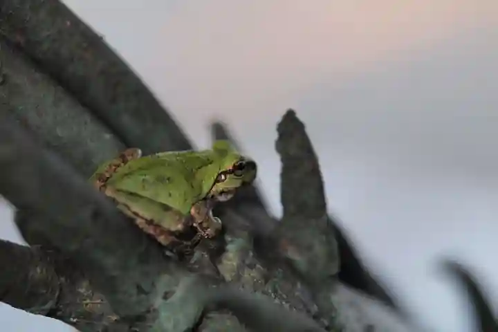 越中一宮 髙瀬神社の手水舎