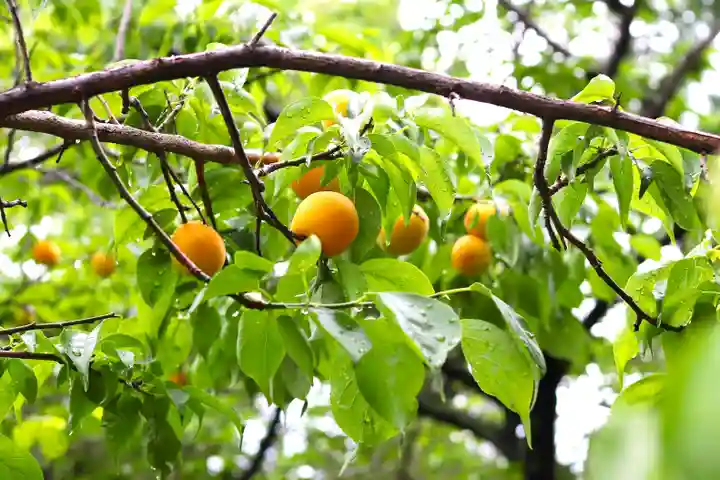 三津厳島神社(愛媛県)
