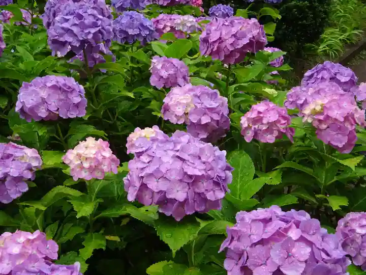 天台宗 長窪山 正覚寺の自然