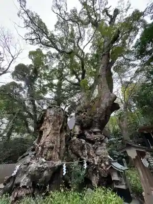 來宮神社(静岡県)