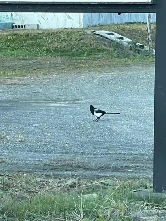 鵡川神社の動物