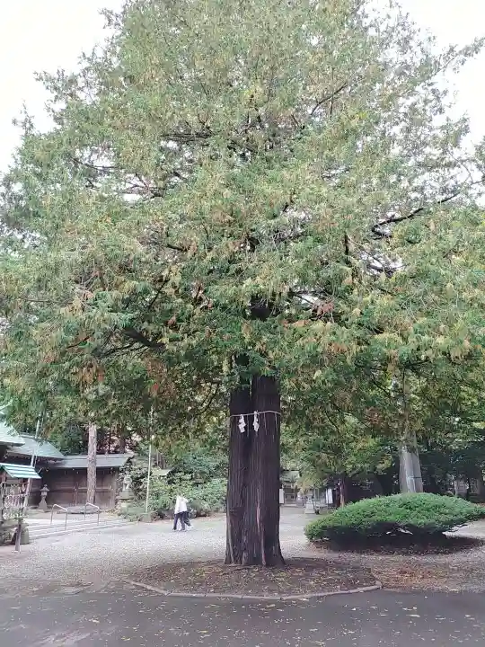 琴似神社(北海道)