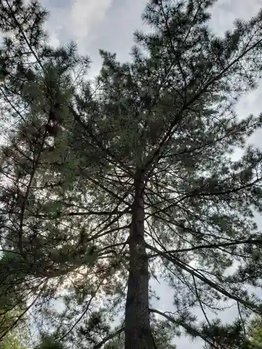 井草八幡宮の自然