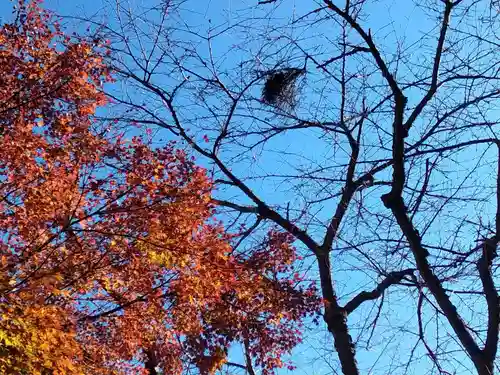 長壽寺（長寿寺）の自然