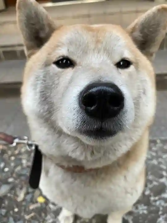 笠䅣稲荷神社(神奈川県)