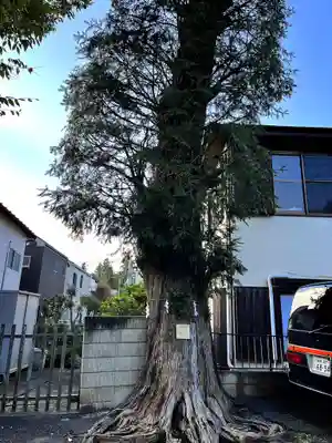 豊鹿嶋神社の自然