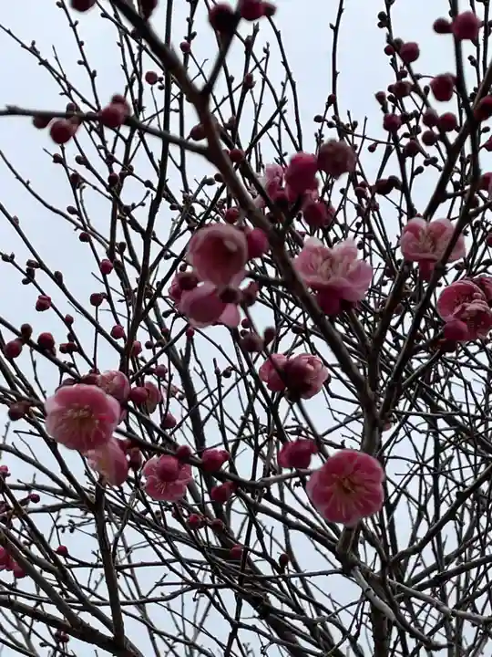 大覚寺(京都府)