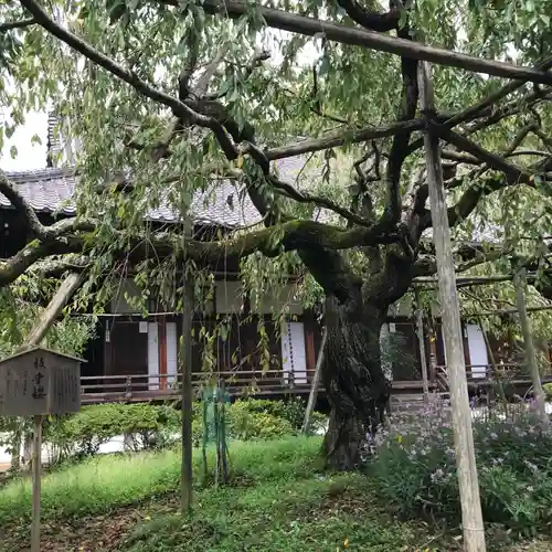 毘沙門堂門跡の自然