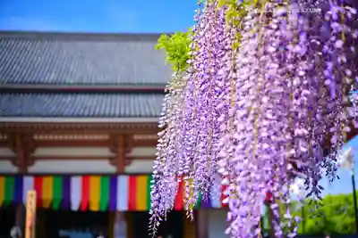 西新井大師総持寺(東京都)