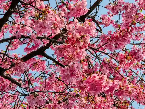 椙山神社(東京都)