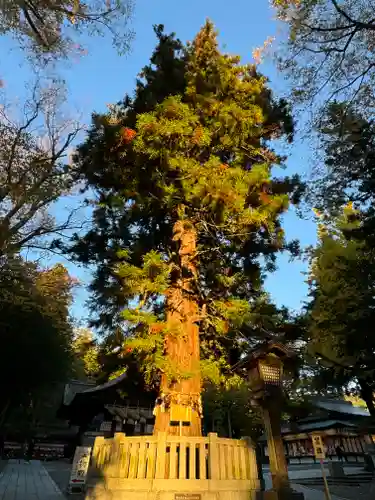 諏訪大社下社秋宮(長野県)