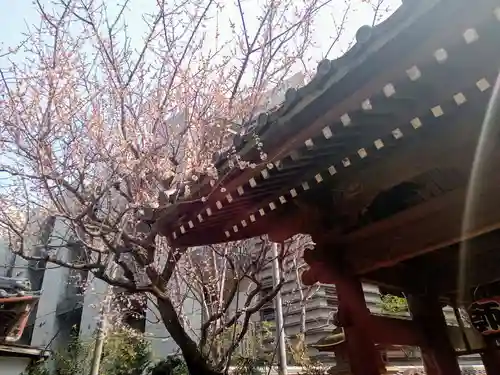 新井薬師（梅照院）(東京都)