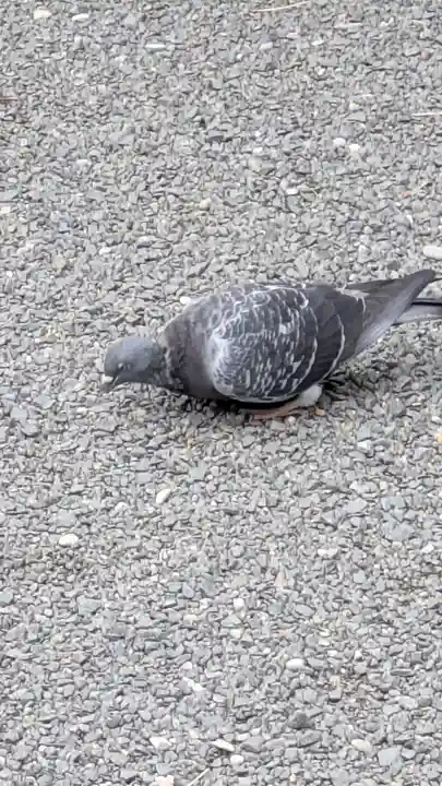 三宅八幡宮(京都府)