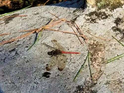 住吉神社の動物