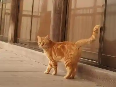 天王山 安楽寺(福井県)